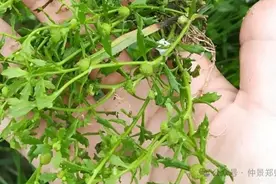 一味鹅不食草，通鼻窍、散寒气图片