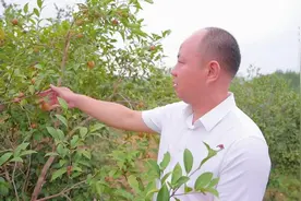 油茶产业弄潮儿——记“湖南省十佳农民”、汨江源山茶油股份有限公司 创始人兼总经理刘武斌图片