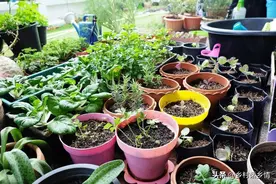 六种防治蔬菜虫害妙法，不用农药，自己在家就能配，一般人想不到图片