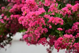 大理的痒痒树开花啦～图片