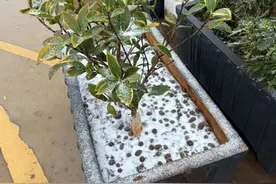 一觉醒来，昆明下雪了！图片