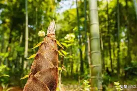 明日五月十三“竹醉日”，又是下雨节，记得做好三件事：一年顺遂图片