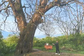 宁都县一团伙蓄意毒害古树牟利，打孔并灌注农药致310年古樟树枯死，村民报警后宁都县人民法院对4人判刑图片