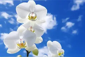 替姐姐嫁给心爱的男人后，受尽欺辱！她却一声不吭。图片