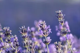 10种入门精油，解决你的常见皮肤问题｜芳疗小白必看清单图片