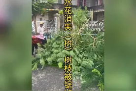 全红婵门口的凤凰树被砍！全爸亲自砍的，网友：水花消失树不能砍图片