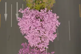 赏花花花花花花花了！图片