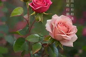 每天一句早安吉祥语，早安问候句子，打动情人的祝福短句图片