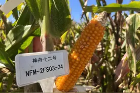 太空带回的种子结果了！基因突变影响产量，我国为何执着航天育种图片