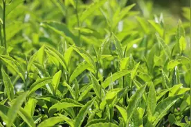 红河——一个最云南的地方•春丨春茶，分一半入眼，分一半入喉图片