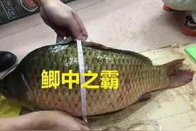 安徽钓友钓起“巨物鲫”，长约半米重7斤，网友：突破生长极限？图片