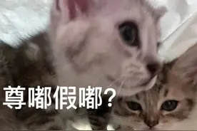 “深秋王者归来”，上海餐厅有卖眼镜蛇？官方提醒：这种“网红食材”真的不能吃！图片