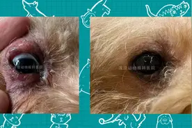 泰迪犬上下眼皮红肿起疙瘩，眼周掉毛，眼皮发炎，眼睑炎滴药痊愈图片