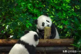 作为东北人，我来成都才发现，笑点低就别来四川！东北人自叹不如图片
