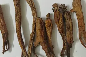 红参炖蛋，关键是要选对参！家庭手工制作林下红参技巧分享图片