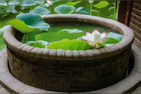 缸里荷花娇图片