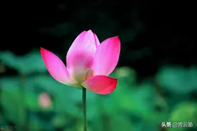 佛陀悟道后说的第一句话“一切众生具有如来智慧德相”，有何深意图片