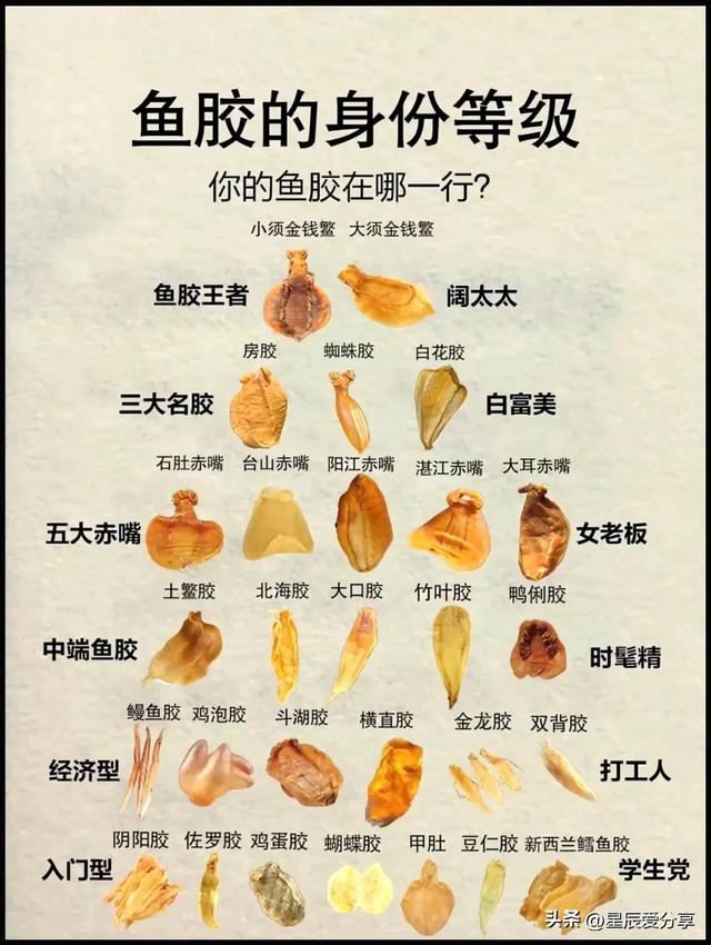 极品鱼胶多少钱一包 2026年极品鱼胶多少钱一包啊 极品鱼胶多少钱一包 2026年极品鱼胶多少钱一包啊