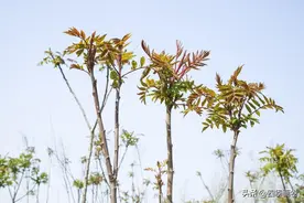 香椿树比毒蛇还危险？为什么说：不怕蛇进家门，就怕香椿高过房图片