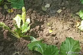 养地很多人都做错了，掌握这三个技巧是关键，菜地会越来越肥图片