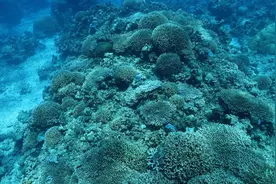 修复珊瑚礁，守望“珊瑚海”图片