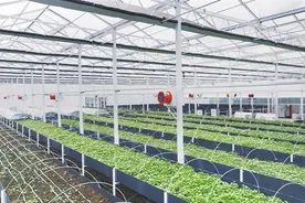 湖北宜昌：春潮涌动产业兴 鱼腥草香飘四方图片