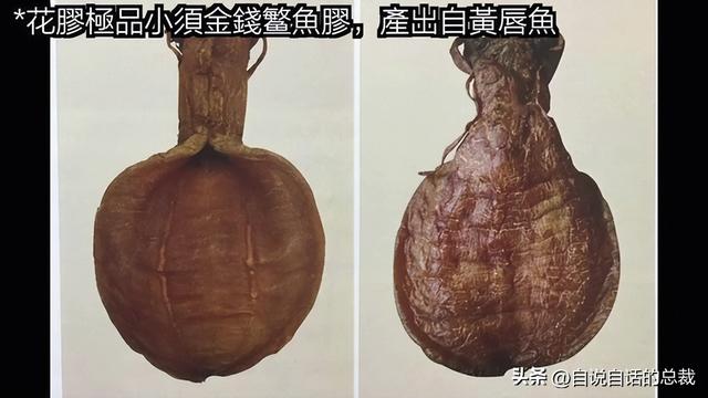 哪里可以买到鱼胶 2026年哪里可以买到鱼胶呢