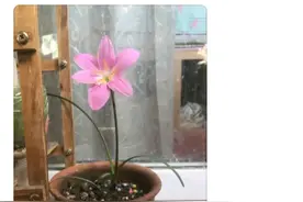 震惊:不论你在网上买什么树苗，卖家都是去地里随便挖给你的图片