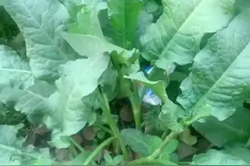拿黄金都不换的植物：土大黄（金不换）图片
