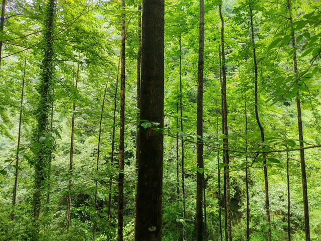 成都1.5h！26℃的夏天，免费玻璃水，人少不挤，这周末就冲！