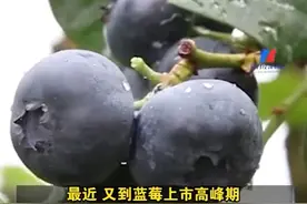 “水果皇后”蓝莓价格跳水：曾卖到200至300元一斤，如今产地跌至8元一斤 蓝莓自由正在实现图片