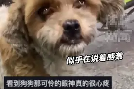 男子街边吃饭偶遇流浪狗，暖心分给流浪狗食物图片