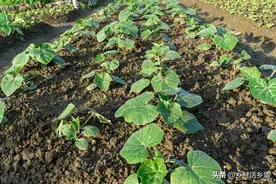 种植南瓜、丝瓜、冬瓜等，为啥不能着急种？看后自然就会明白了图片