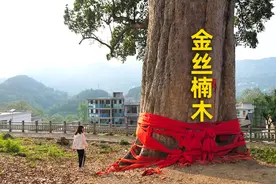 金丝楠木：一个被大部分人误解的概念图片