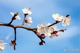 精选15首杏花古诗词，沾衣欲湿杏花雨，吹面不寒杨柳风图片