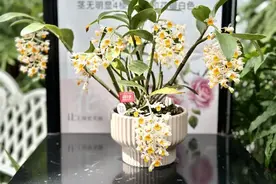 “五一”必看攻略！不出上海，看遍国内著名植物园的“王牌珍宝”→图片