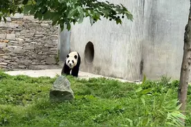 你好，“福宝”！今天的福宝特写来了图片