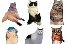 猫meme？快看！好可爱的猫咪们啊，我的心都要融化掉了图片