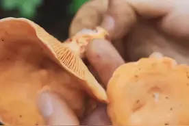 至少900种，为什么云南有这么多种蘑菇？图片