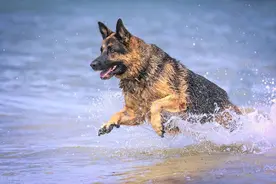 牧民不堪蒙古狼侵扰，给牧羊犬戴铁刺甲，饿狼三战两败|故事图片
