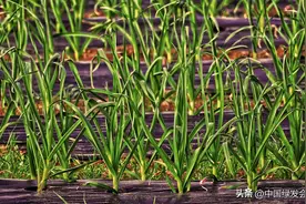 地膜残留危害大，降低残留的技术有哪些图片