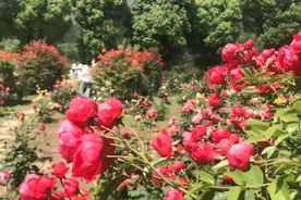 赏月季与蔷薇、看露天电影 秦巴植物园给你不一样的假期图片