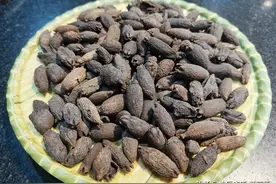 丁香有公母之分，能补肾助阳治诸虚图片