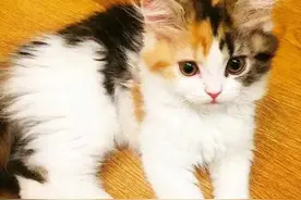 想养猫的你一定要知道这几点…图片