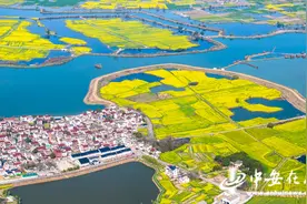 安徽芜湖：响水涧10万亩油菜花竞相绽放图片