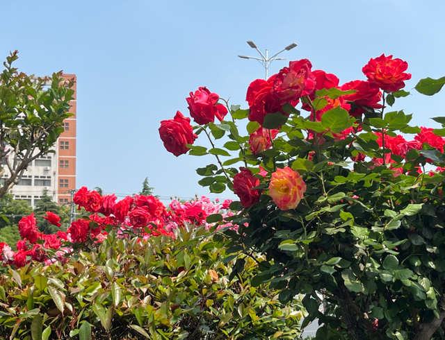 月季花海引客来 卧龙区假日文旅市场人气旺