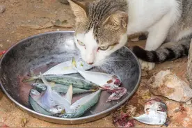小猫真爱吃鱼吗？猫咪看了都流泪，铲屎官看完直接颠覆认知图片