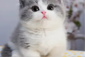 梦见猫咪是什么预兆图片