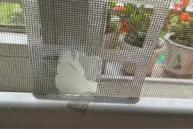 杭州一小区松鼠泛滥成灾，业主都怕了：在家里“吃香喝辣”，根本抓不完图片
