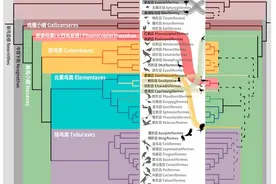 我国科学家重构鸟类生命之树图片
